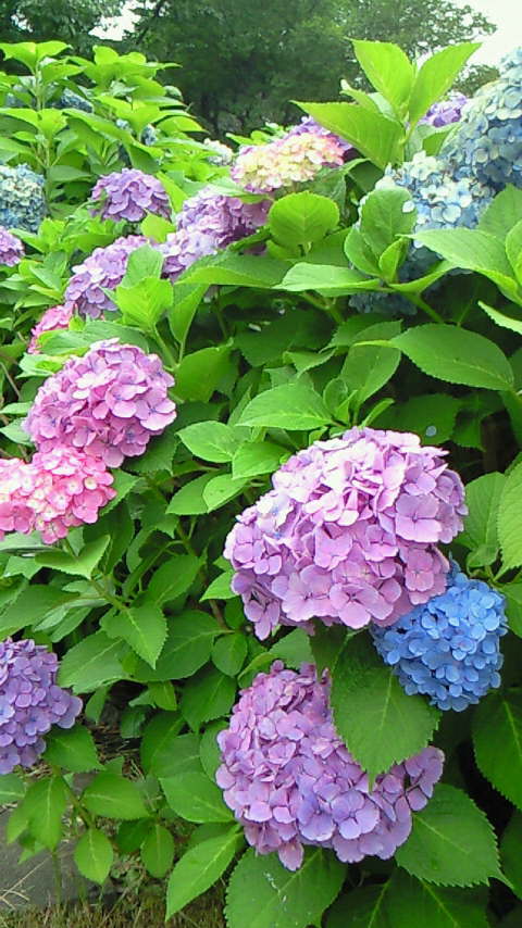 200806211415000.jpg