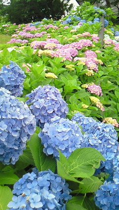 200906071646000.jpg