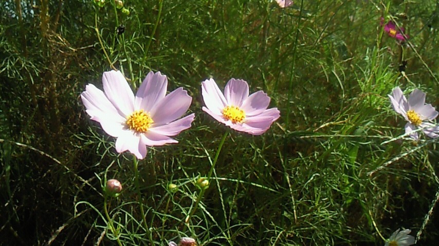 NEC_1278.JPG