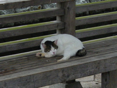 DSC04037.JPG