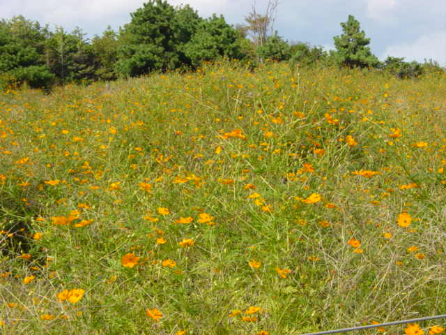 DSC04103.JPG