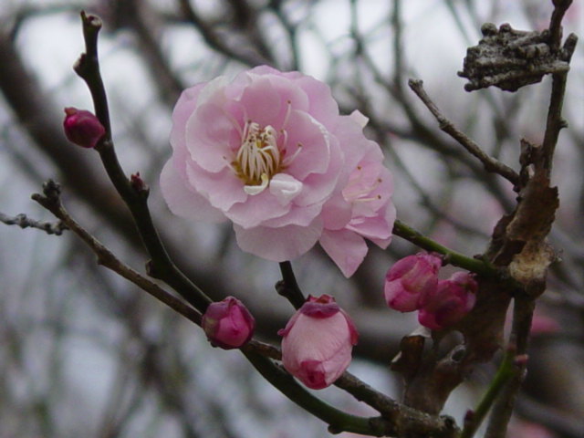 DSC04225.JPG