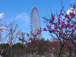ume02.jpg