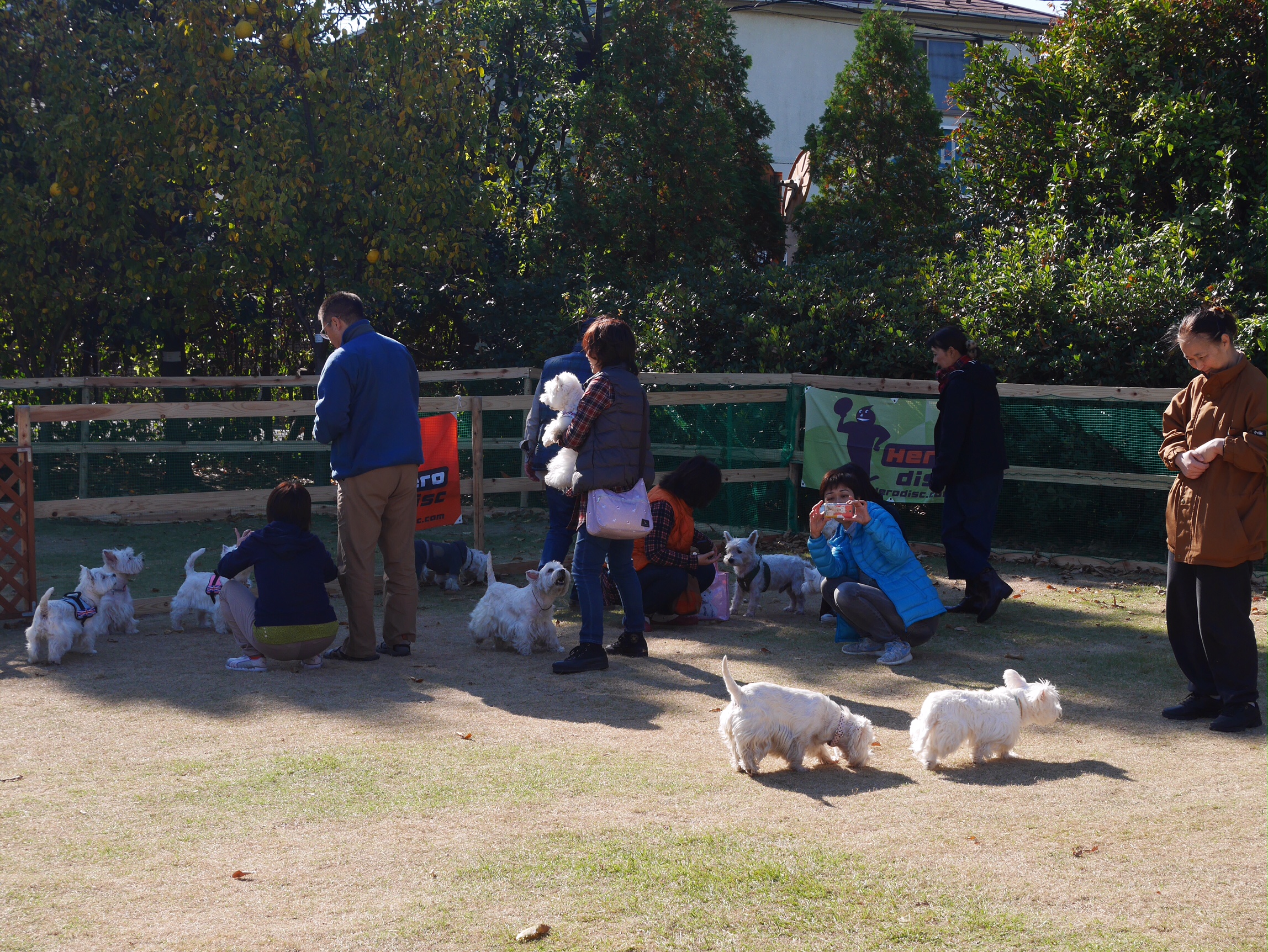 111105_Nasu_Disc_Dog_493