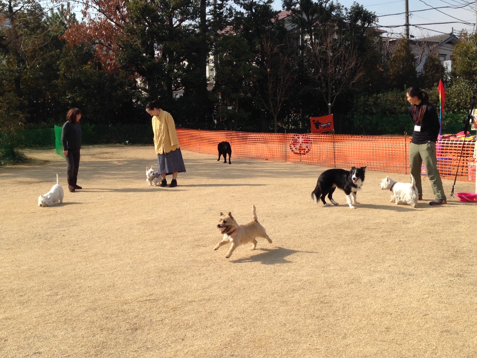 111105_Nasu_Disc_Dog_493