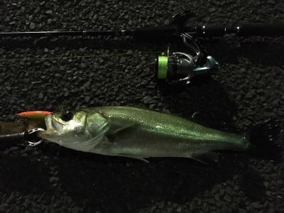 seabass.jpg