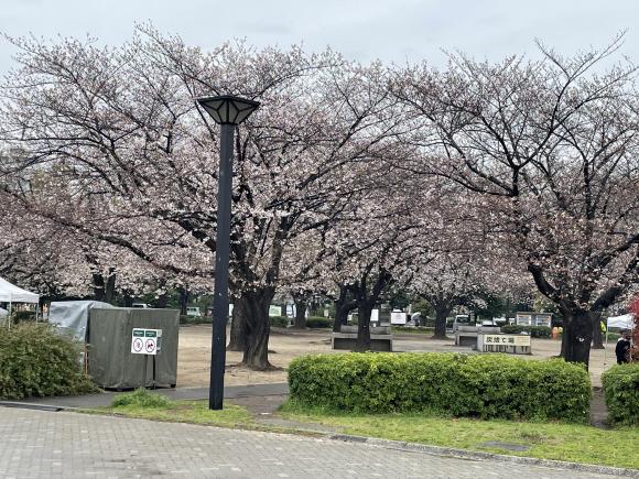 桜全景3.JPG
