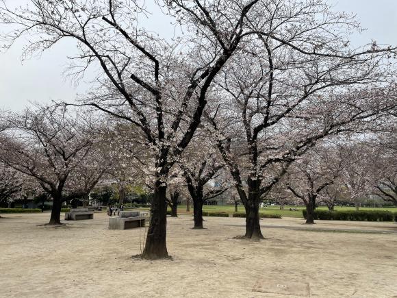 桜全景1.JPG