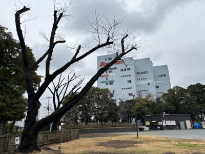 新木場桜１.jpg