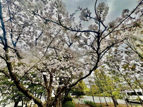 桜.jpg