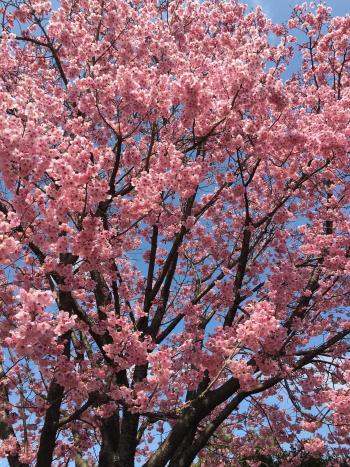 場内桜2.JPG