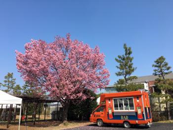 場内桜.JPG