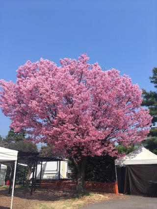 満開桜.jpg