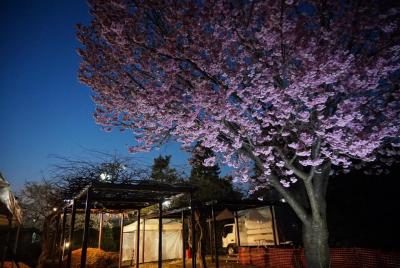 ライトアップ夜桜.jpg