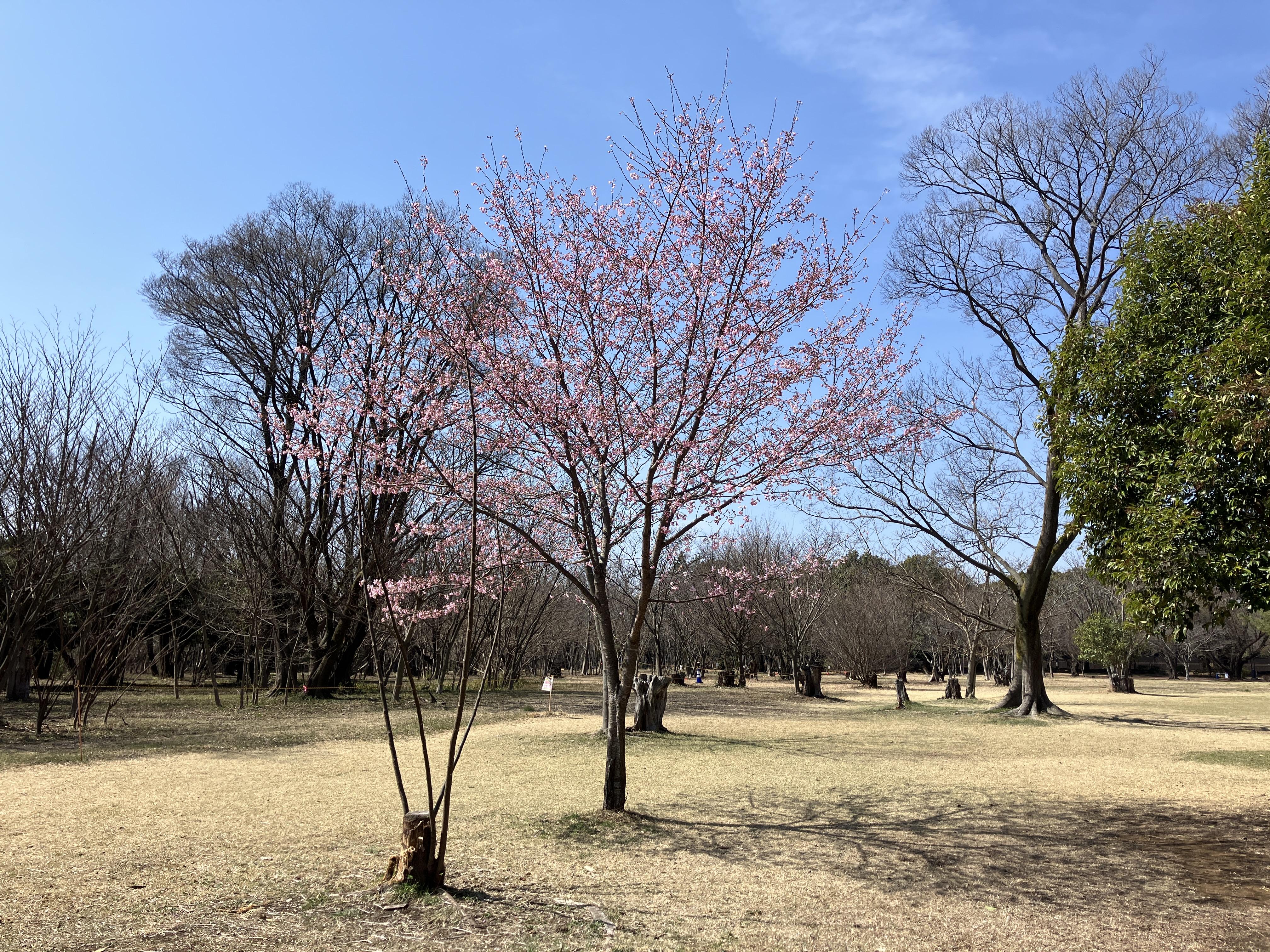 Image - 2026-03-21T105027.276.jpg